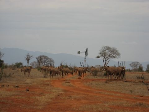 A herd of orix use an artificial water point. The Trust has built them in the form of boreholes and windmills.  