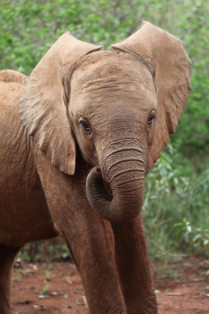 The DSWT is famous for hand rearing orphaned elephants and it runs what has been described as the world's most successful rescue and rehabilitation centre for orphaned elephants. 