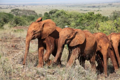 These are difficult times for Kenya's elephants. The David Sheldrick Wildlife Trust (DSWT) says that due to their inefficient digestive systems they are always first to feel the effects of drought. 