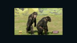 jvm chimps taste freedom_00002102