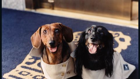 The Ritz Carlton New York offers Burberry raincoats for pets.