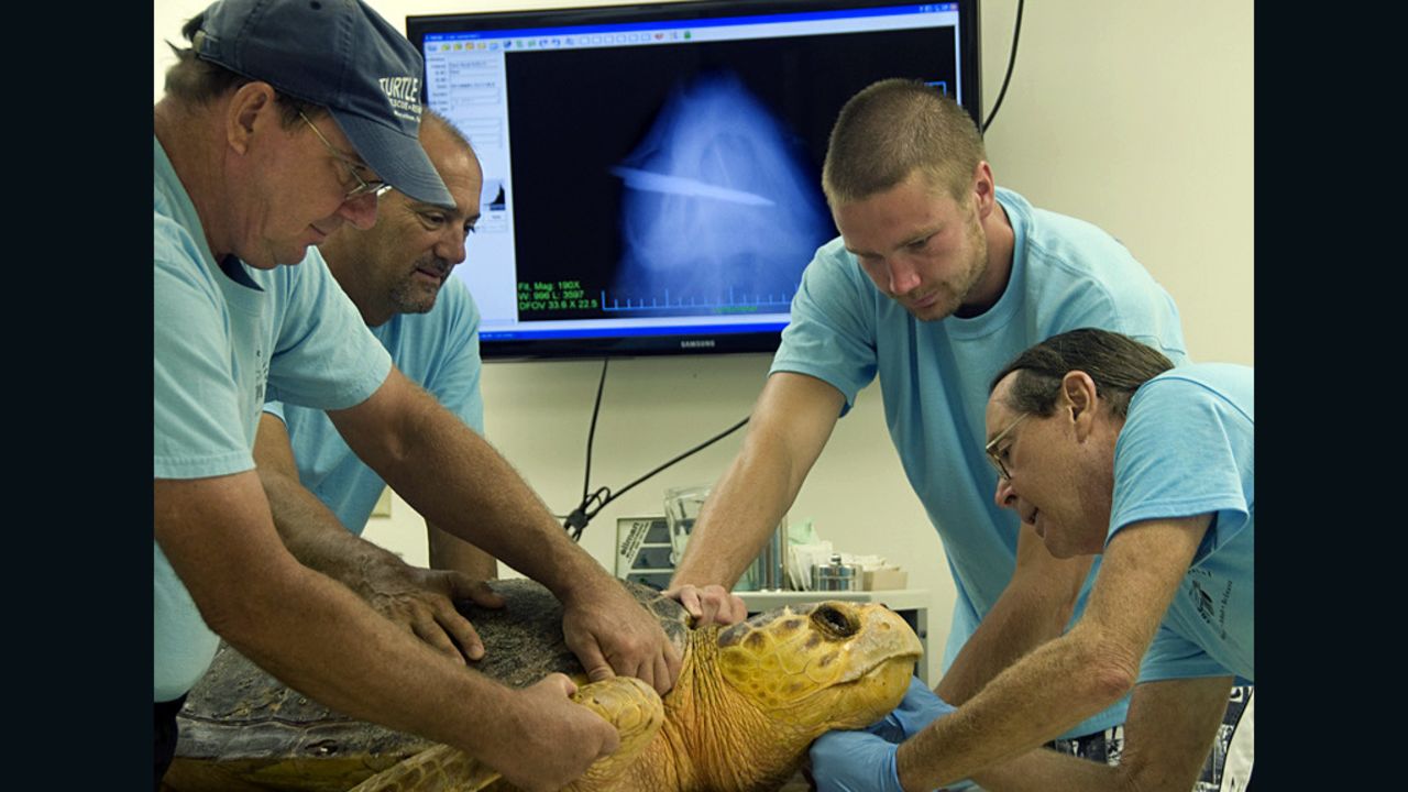 A turtle that suffered a speargun wound is examined Wednesday by members of The Turtle Hospital staff in Marathon, Florida.
