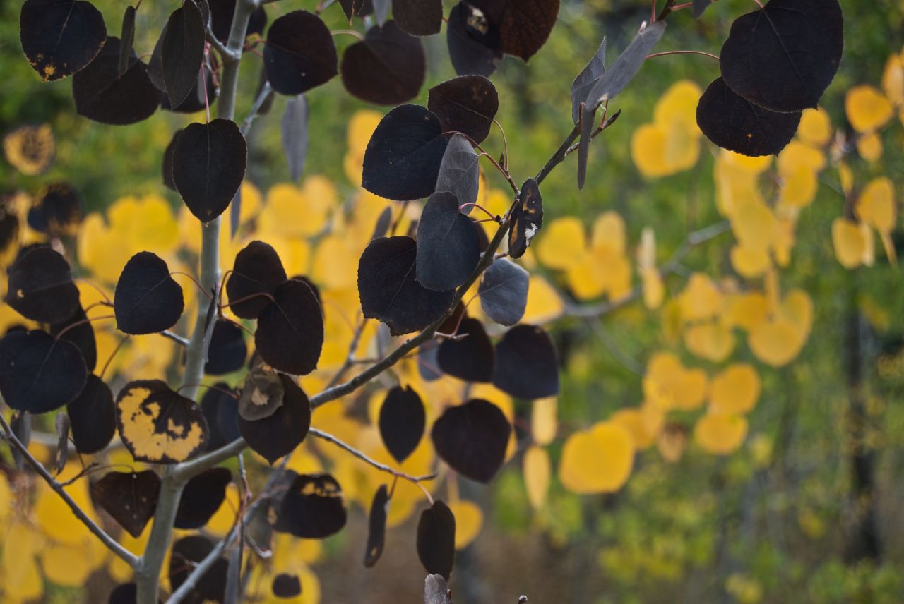 Autumn touches the Aspen leaves near Stanley, Idaho.