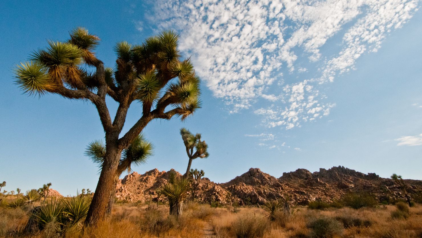 Joshua Tree was designated a national park in 1994.