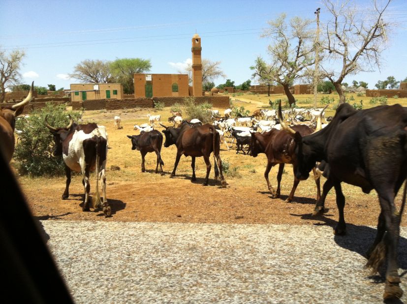 Niger's famous long horn cattle cross the road in a town several hundred miles from Agadez.