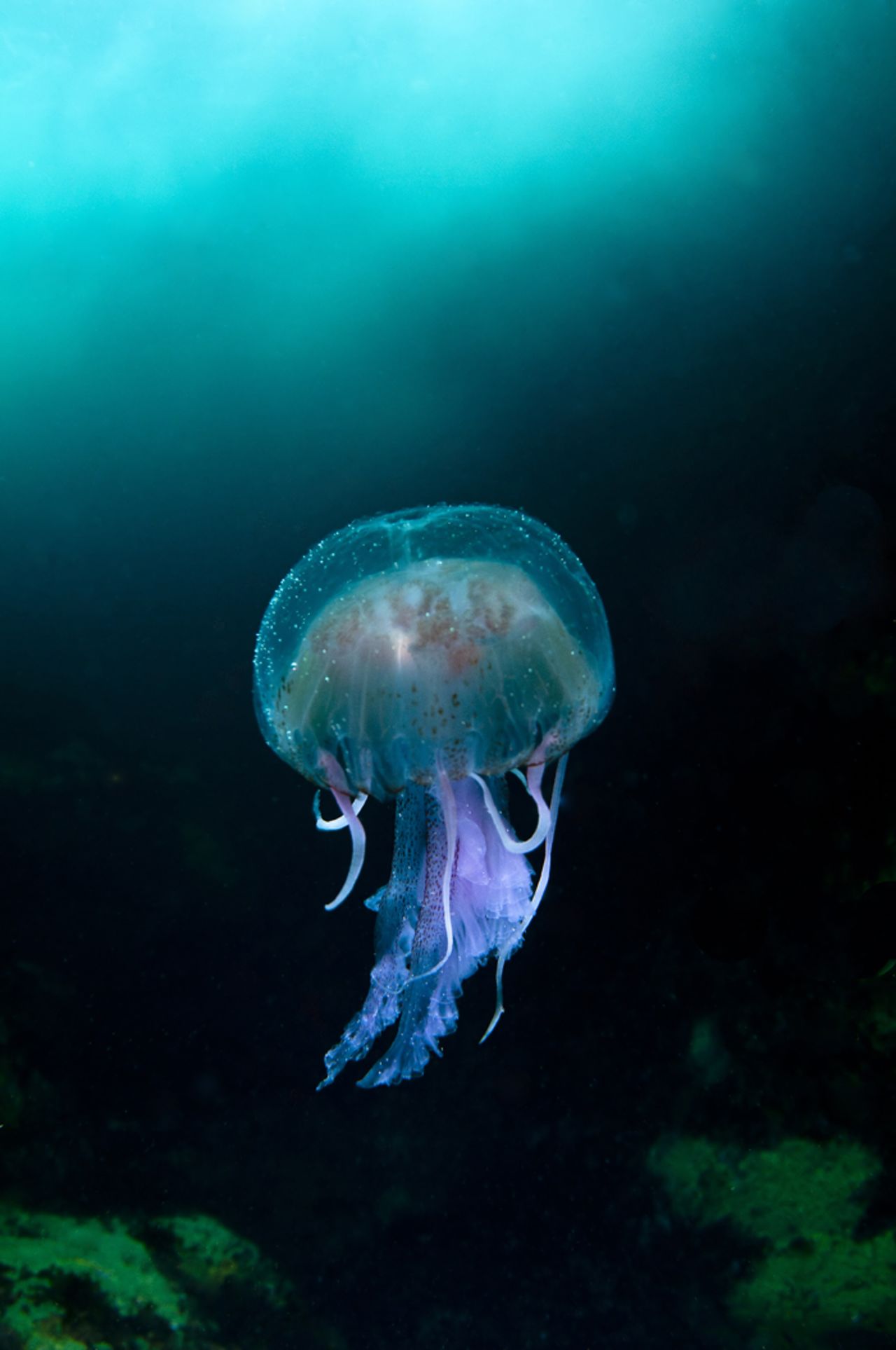 COAST AND MARINE/OVERALL WINNER: "Jellyfish in the Blue Sea of Sula Sgeir" by Richard Shucksmith