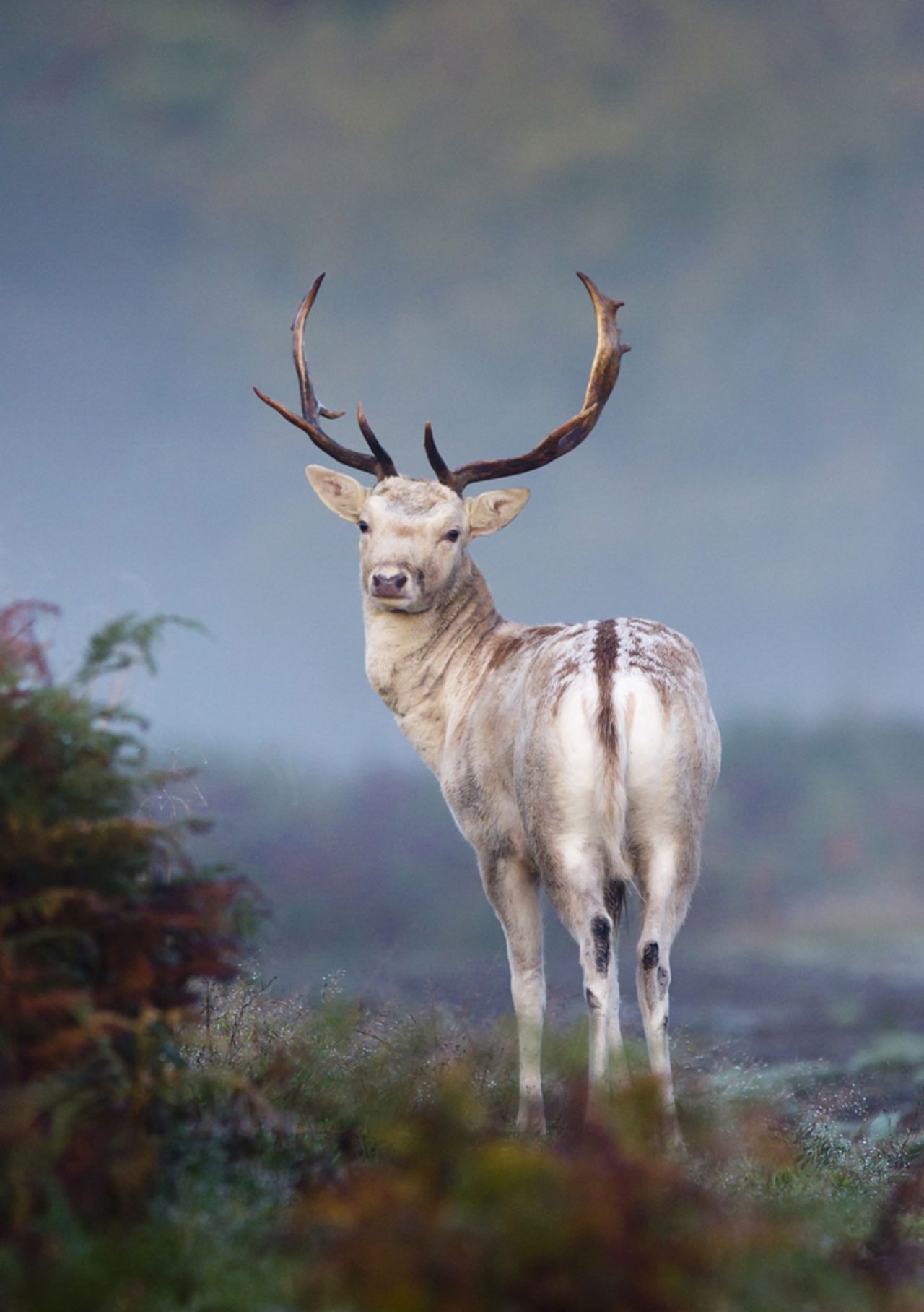 ANIMAL PORTRAITS: "Mystical Mist, Fallow Deer" by Mark Smith