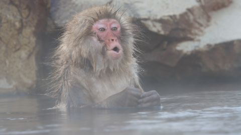 This Japanese snow monkey may or may not ever type Shakespeare. A digital version of typing monkeys is much further along.