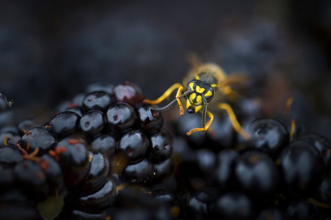 WILDLIFE IN MY BACKYARD: "Busy Wasp on Blackberries" by Rana Dias