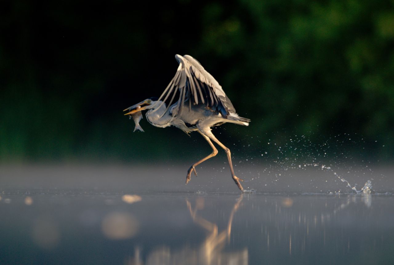 ANIMAL BEHAVIOR: "Grey Heron Walking on Water" by Andrew Parkinson