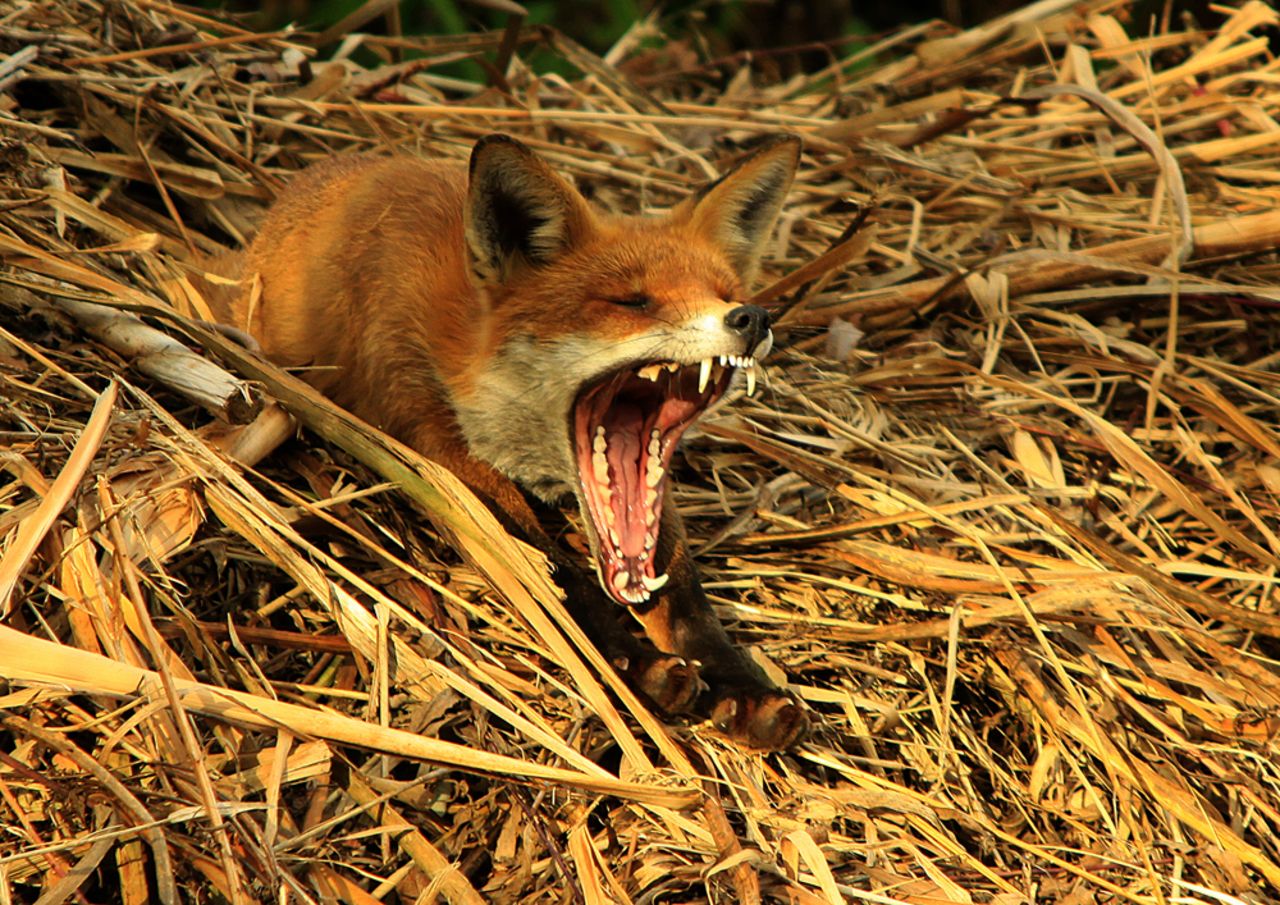 YOUNG PHOTOGRAPHER (12 to 18 years): "Fox Yawning" by Oliver Wilks (aged 16)