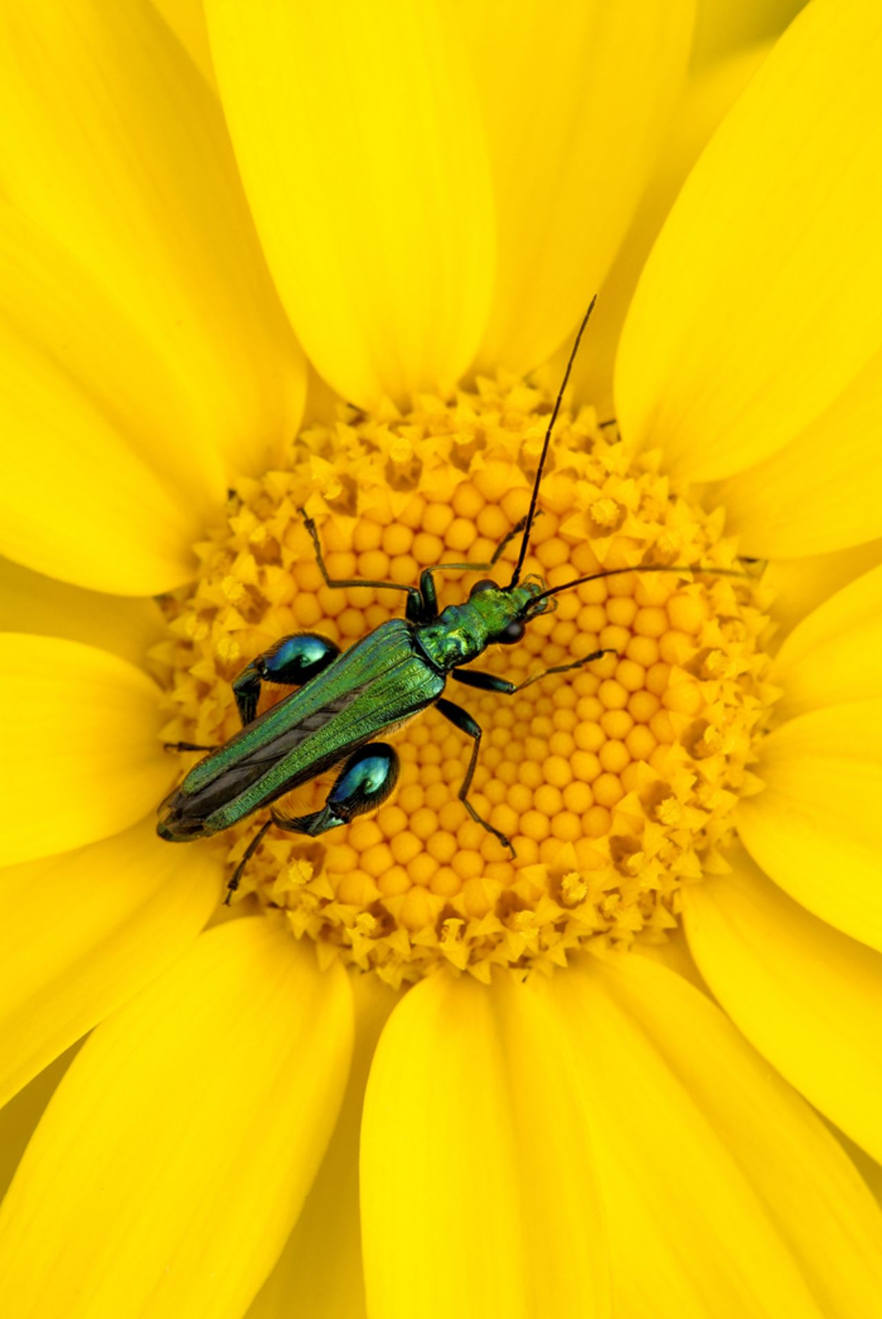 BRITISH SEASONS: "Summer Insects" by Ross Hoddinott