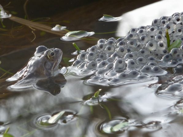YOUNG PHOTOGRAPHER (up to 11 years): "Frog with Spawn" by Walter Lovell (aged eight)