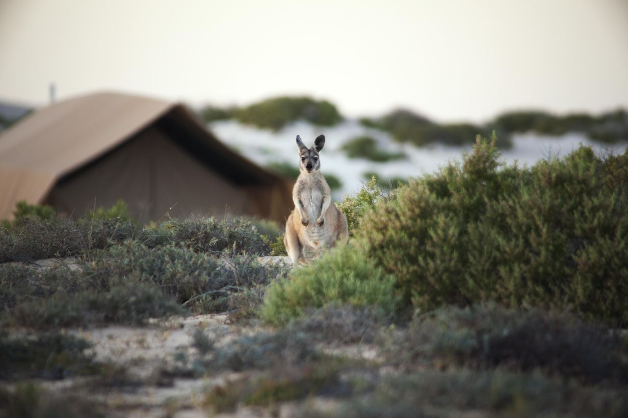 Sal Salis visitors are likely to encounter wallaroo and other Australian wildlife.