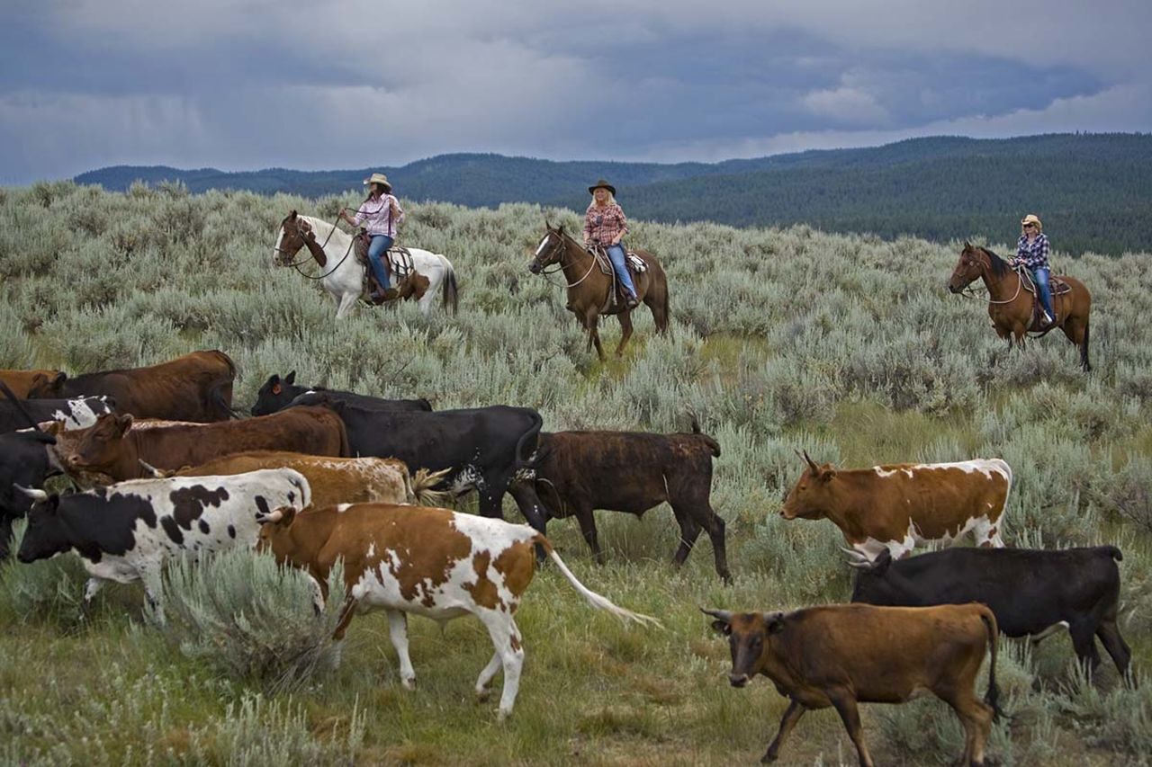  Driving cattle is among the activities offered on the 37,000-acre working ranch.