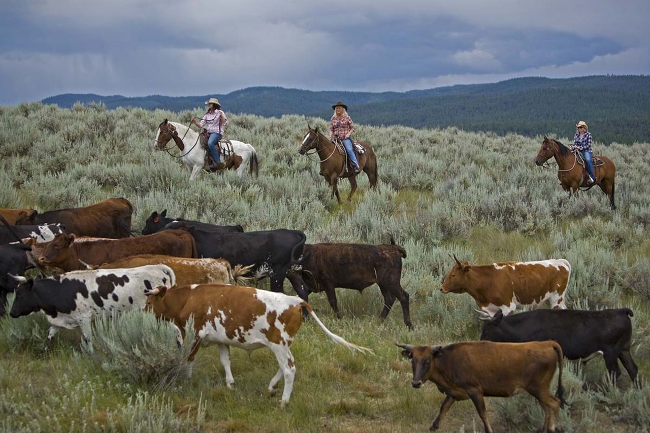 Driving cattle is among the activities offered on the 37,000-acre working ranch.