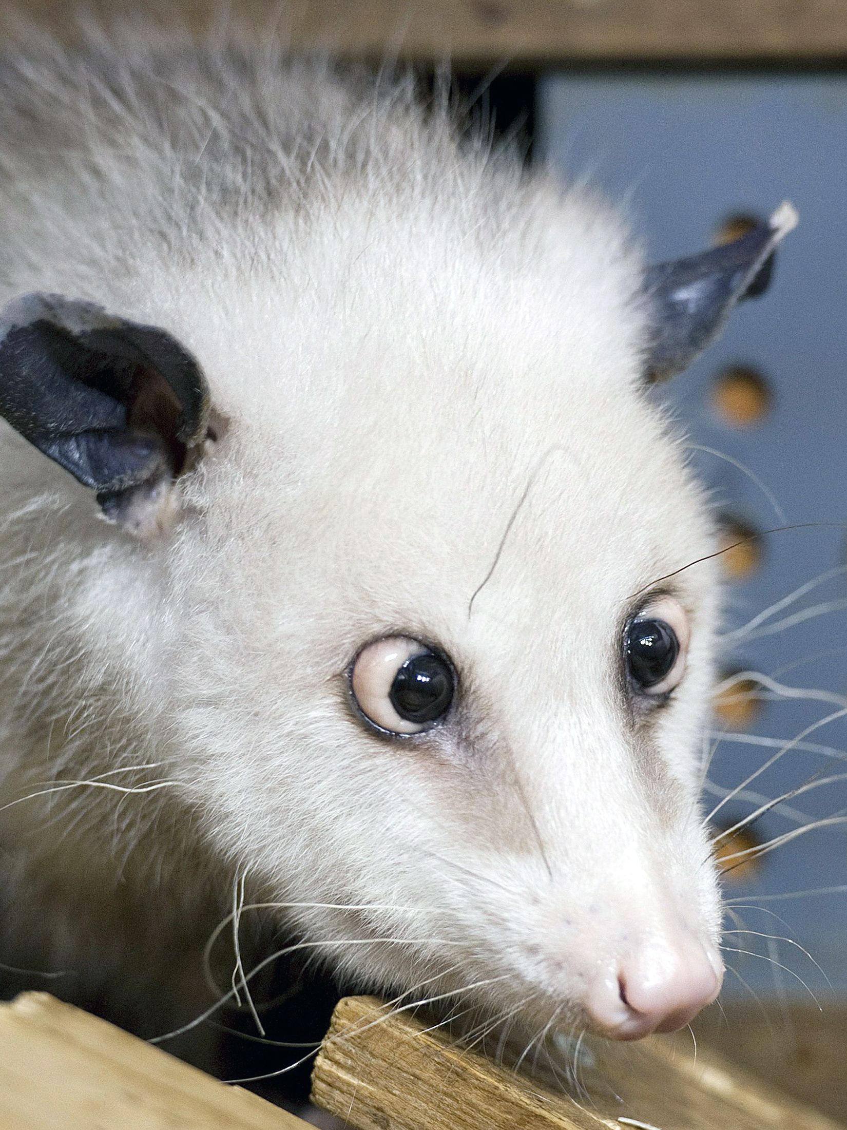 Germany's famous cross-eyed opossum Heidi dies | CNN