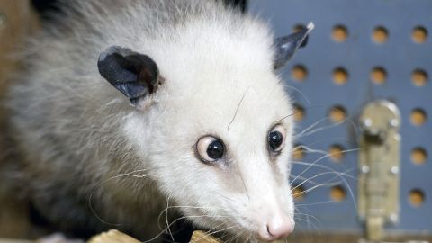 The famous cross-eyed German opossum Heidi has been put to sleep due to poor health.