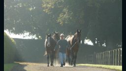 Yearlings, the name given to horses who are one-year-old, are led out at the Aga Khan stud farm.