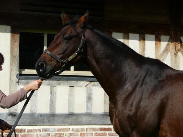 The excitement surrounding the "Superfoal" is due to its parentage. Zarkava, pictured, is the 2008 Prix de l'Arc de Triomphe winner and the foal's mother, while the father is 2009 winner Sea the Stars.