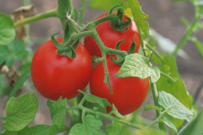 During 2005 and 2006, four large outbreaks of salmonella infections hit 21 states in the U.S. Tainted tomatoes being served in restaurants were found to the be the cause. Investigators from the CDC determined that the produce was grown on two farms in Virginia.