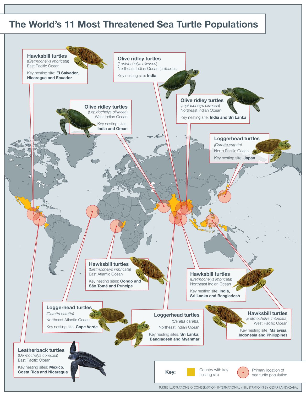 New study maps sea turtle danger zones CNN