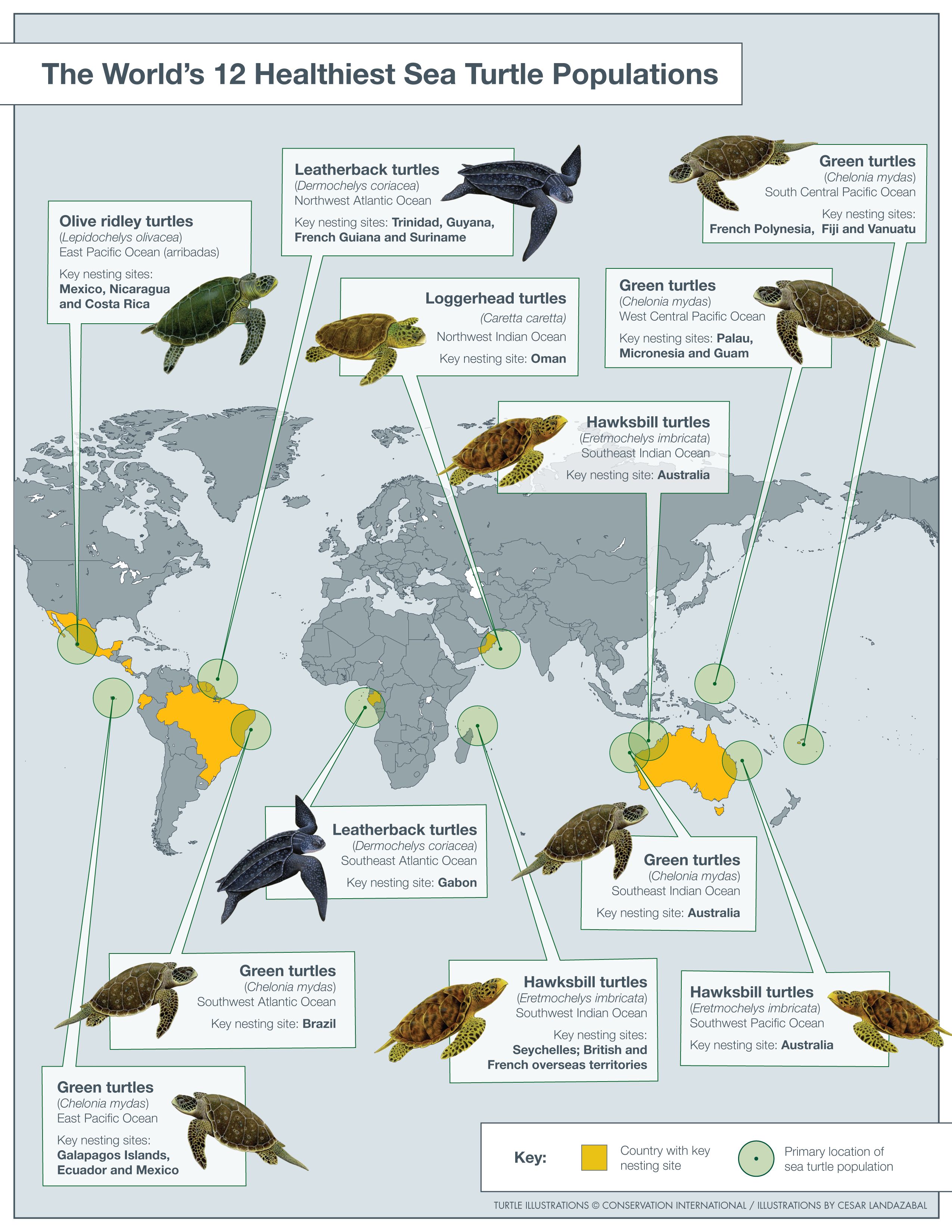 sea turtle population map