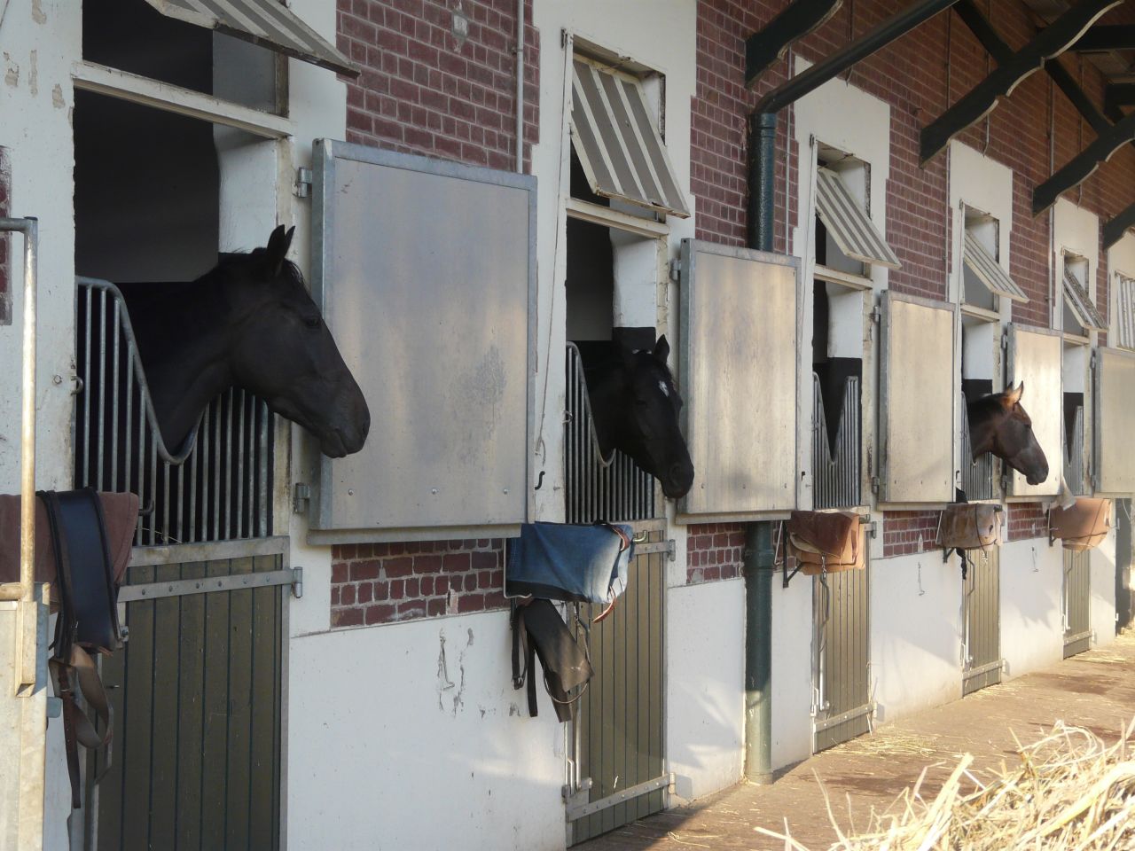 Head's thoroughbreds are kept in stables at her yard in Chantilly, France.