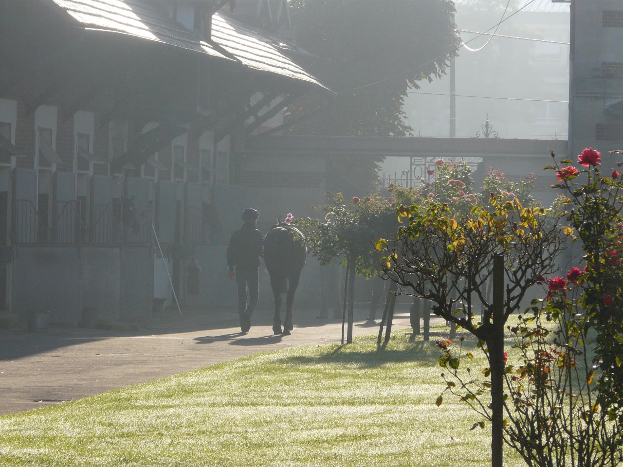 A groom prepares to take out one of the horses on a foggy morning in the small city of Chantilly in northern France.