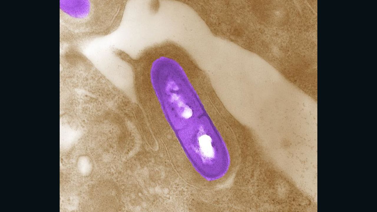 This is a photo from the CDC of the listeria bacteria. 
