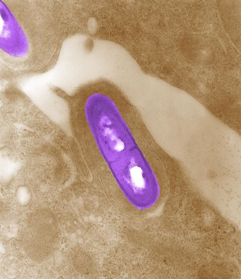 Is Listeria Harmful To Dogs