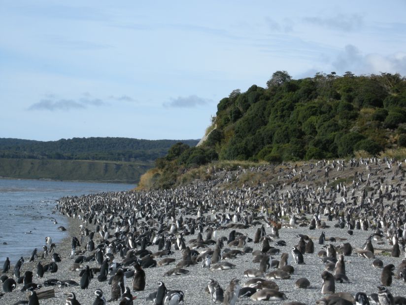 Douglas Haffer shared this photo of penguins gathered along the shoreline in Tierra del Fuego. He loved that "penguins are available to walk amongst."