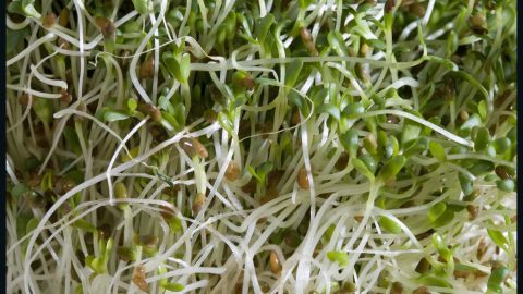 The warm, moist environment necessary for growing sprouts provides the perfect conditions for bacteria to multiply.