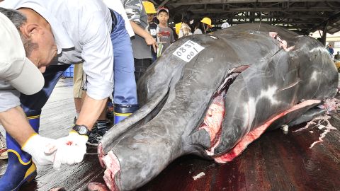 Fishermen butcher a bottlenose whale at the Wada port east of Tokyo on June 25, 2008.  