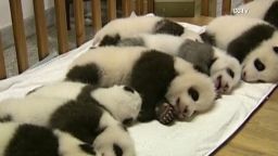 von china baby pandas_00003629