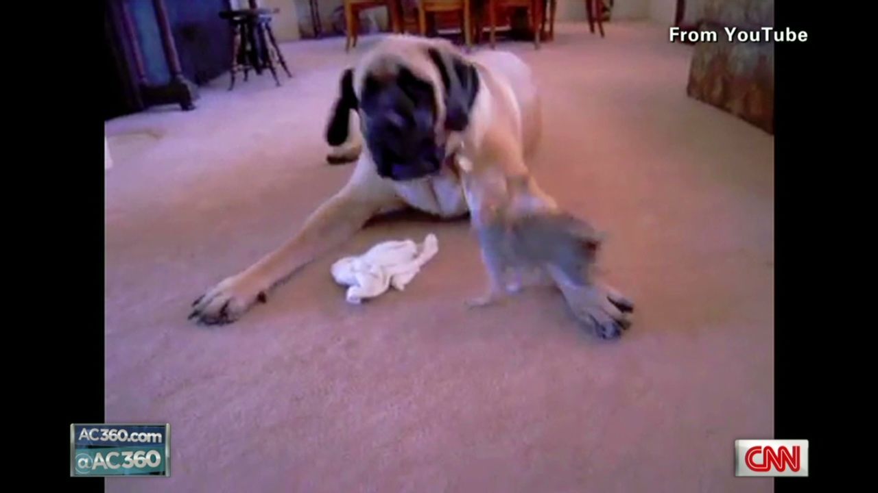 Chihuahua picks fight with mastiff