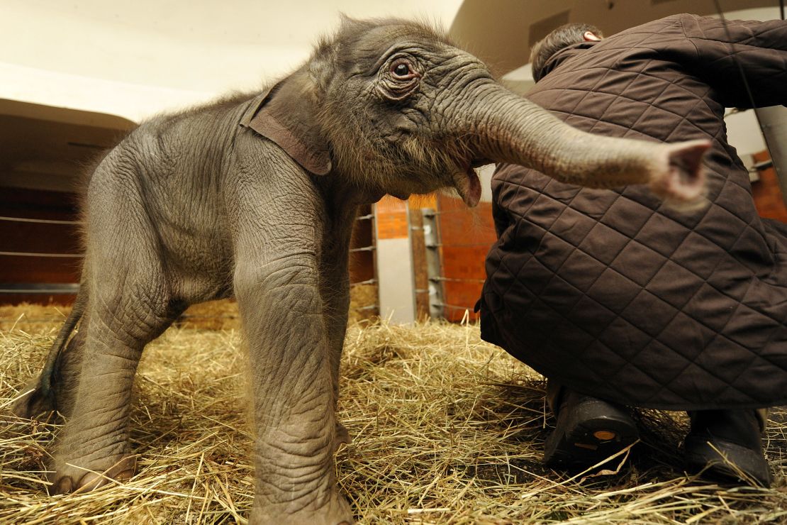 This is a baby elephant. It is very unlikely to get cancer.

