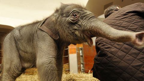 This is a baby elephant. It is very unlikely to get cancer.