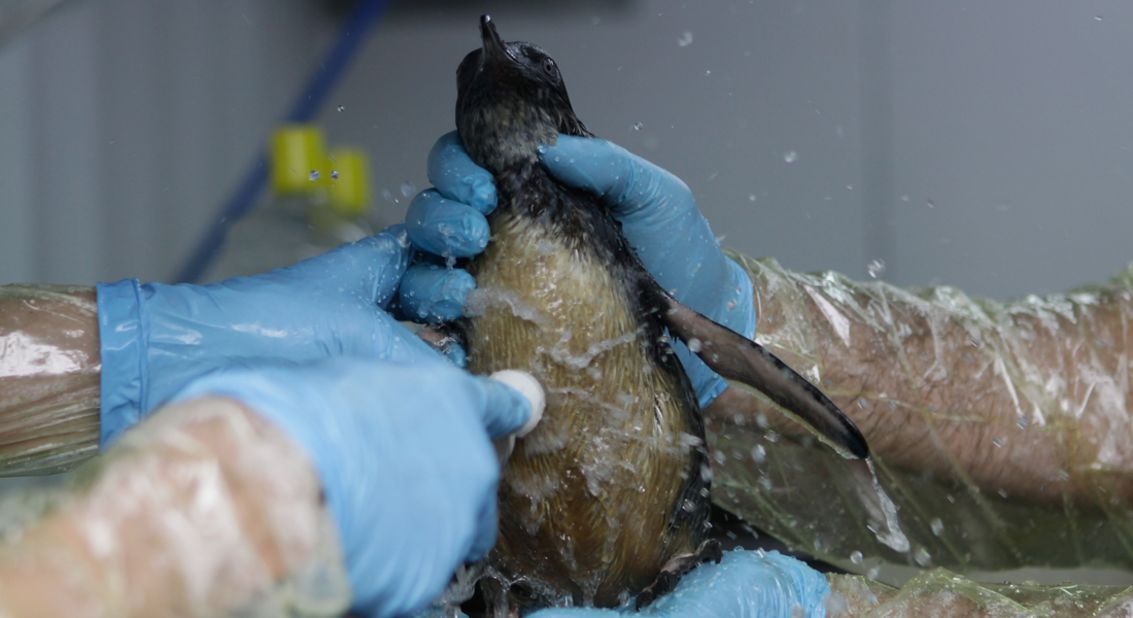 A penguin found on a beach coated in oil gets washed at the Oiled Wildlife Response unit, set up in a makeshift camp in Tauranga on October 8. The belly of the penguin is normally white. 