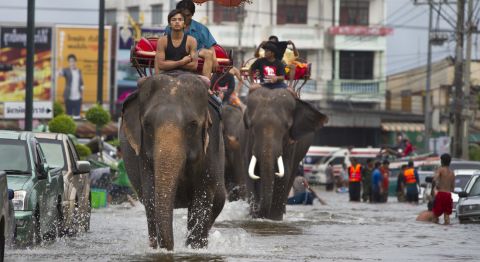 Thai mahouts ride their elephants through the flooded Ayutthaya streets on October 10, 2011. 