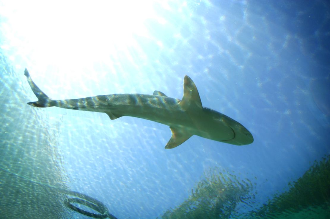 A bull shark, photographed in Queensland, Australia.