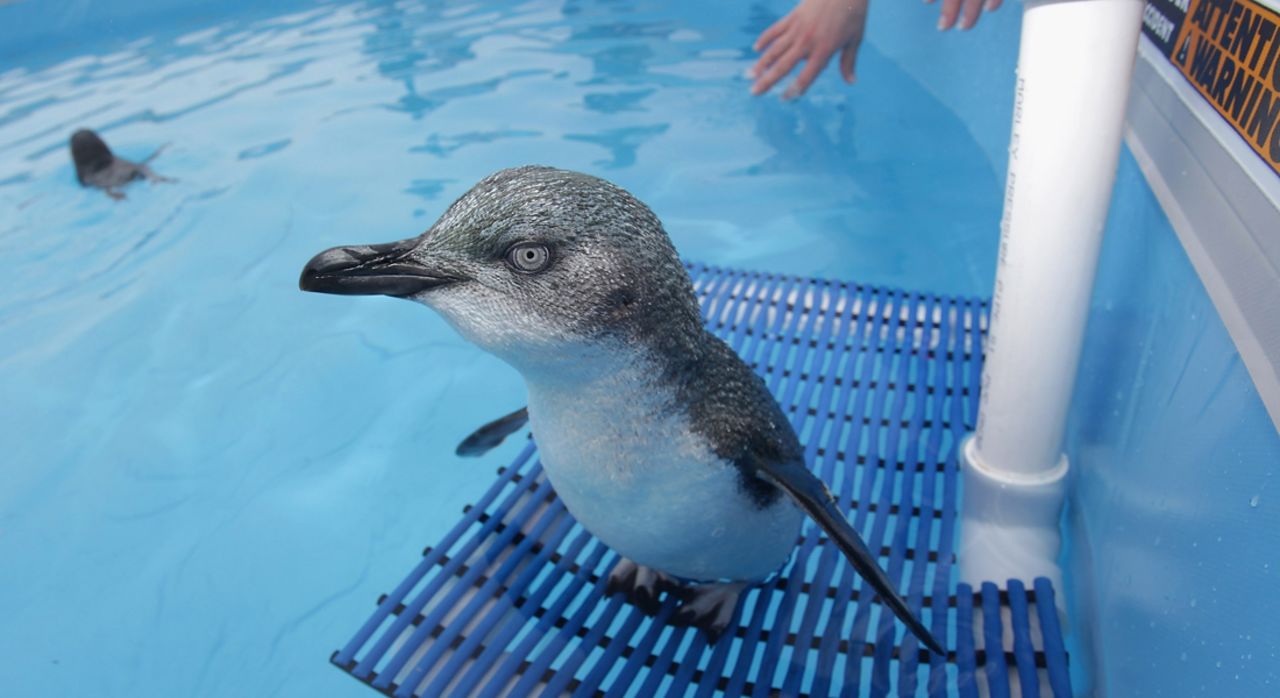 One of the rescued penguins that had been coated with oil recuperates in a water tank at a wildlife center in Tauranga on October 11.