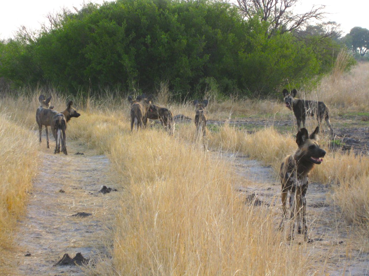 Conservationists say shrinking habitat and farmers, hunters and rangers are dwindling wild dog numbers. 