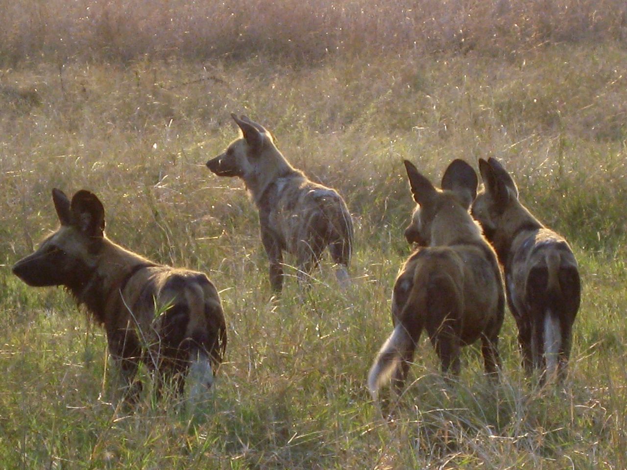 African wild dogs are alert to nearby prey. The dogs are endangered and it is rare to see them in action.