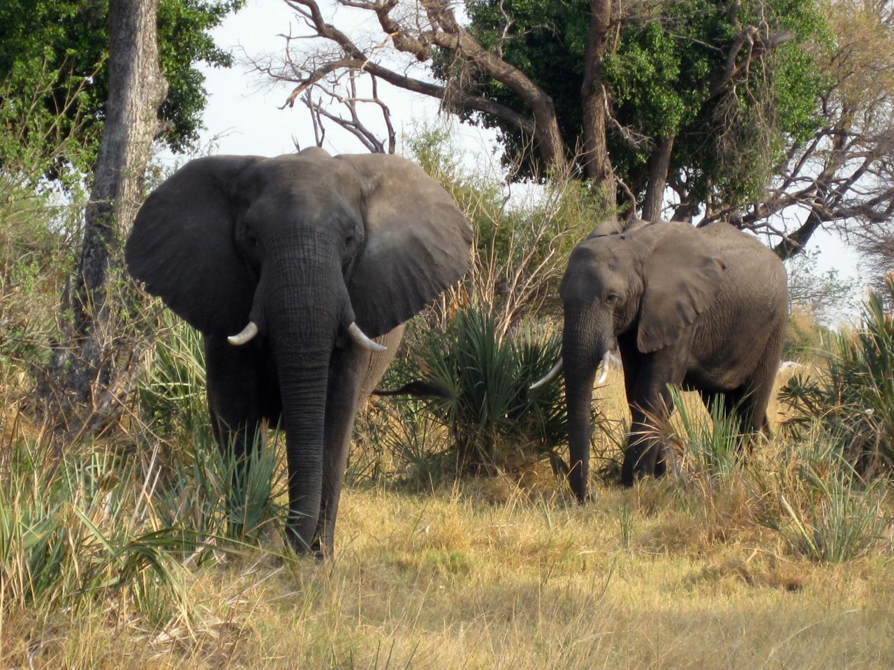 Elephants are among the likely animal sightings on the delta.