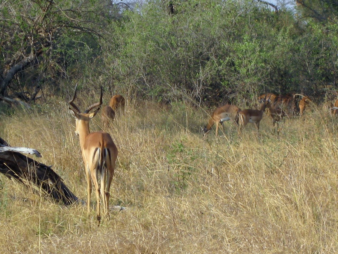 Impala are the dogs' target on this hunt.