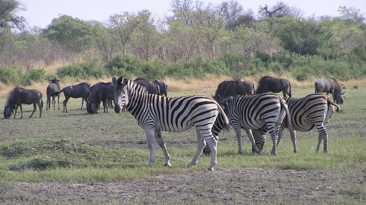 "The zebra and the wildebeest, they are friends," said safari guide Kgotla "Balepi" Mokwami.
