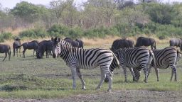 "The zebra and the wildebeest, they are friends," said safari guide Kgotla "Balepi" Mokwami.