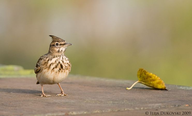 This image of a Crested Lark was taken by Ilija Dukovski in central Skopje. "Macedonia is yet to be discovered as a premier birding spot in the Balkans," he says.