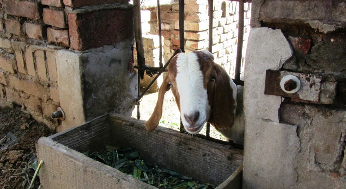 Zhang goes to court whenever she catches a break between tending the cornfield and feeding her livestock.